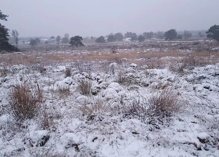 Vliegend Hert Direct In De Op De Veluwe Semesterbostad *