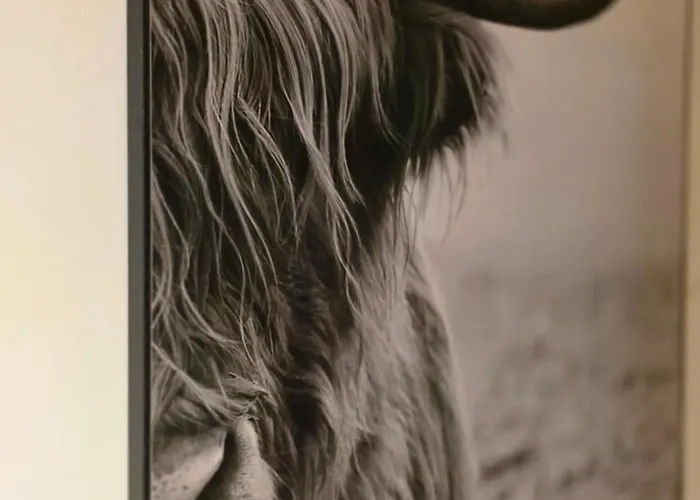 Vliegend Hert Direct In De Op De Veluwe Semesterbostad *