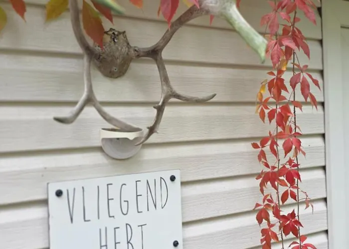 Vliegend Hert Direct In De Op De Veluwe * Emst