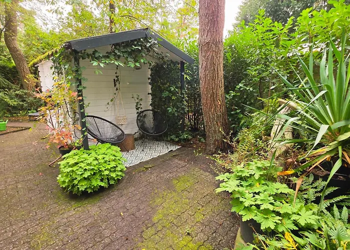 Vliegend Hert Direct In De Op De Veluwe * Emst