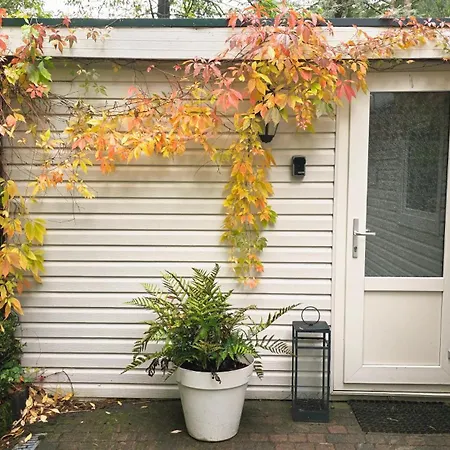 Vliegend Hert Direct In De Op De Veluwe Semesterbostad *