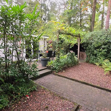 Vliegend Hert Direct In De Op De Veluwe Semesterbostad *