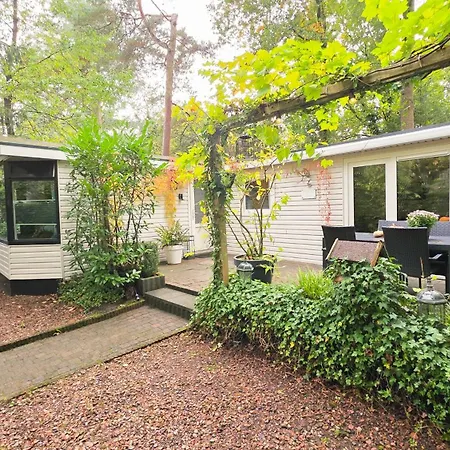 Vliegend Hert Direct In De Op De Veluwe * Emst